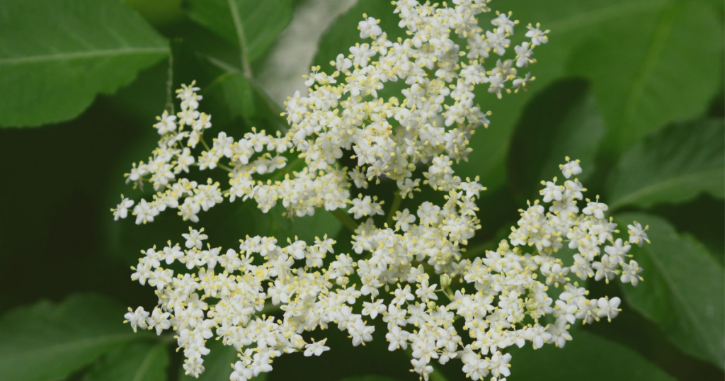 エルダーフラワーの白い花のイメージ
