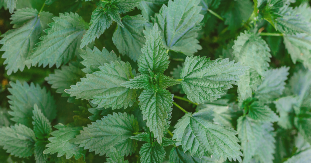 ネトルの葉のイメージ