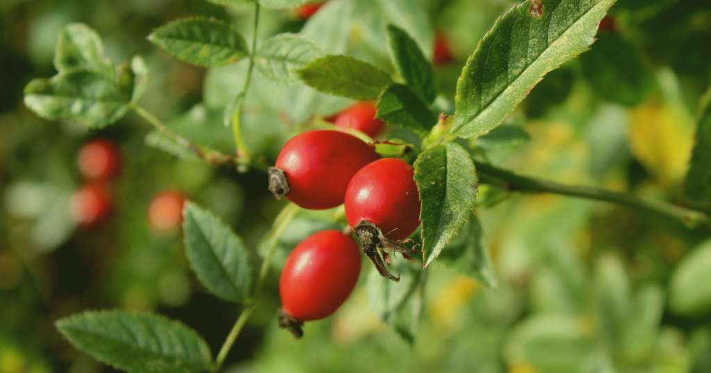 ローズヒップの実とハーブのイメージ